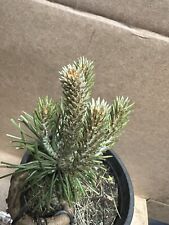 Black pine twisted for sale  Grove City