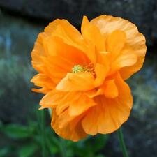 Orange welsh poppy for sale  RICHMOND