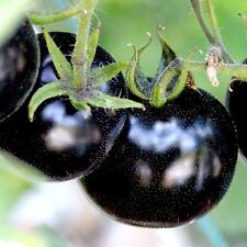 European black cherry for sale  Greenville
