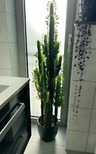 Kaktus ableger 35cm gebraucht kaufen  Adenau