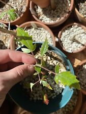 Boswellia serrata seedlings d'occasion  Expédié en Belgium