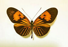 HELICONIUS ERATO REDUCTIMACULA X H.ERATO LICHY****male  ******Venezuela, used for sale  Shipping to South Africa