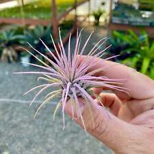 Ionantha lavender air for sale  Vacaville