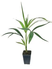 Kentia palm live for sale  USA