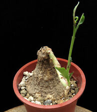 Adenia spec.malawi euphorbia for sale  Shipping to United Kingdom