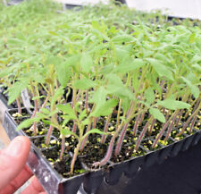 Tomato plug plants for sale  CARLUKE