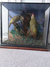 Taxidermy birds cased. for sale  BEXHILL-ON-SEA