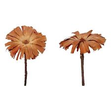 Protea repens rosette gebraucht kaufen  Straubing