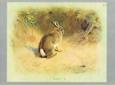 Rabbit vintage animal for sale  DEREHAM
