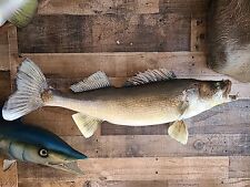 Taxidermy walleye mount for sale  New Douglas