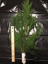 Large leyland cypress for sale  Knoxville