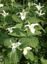 White trillium plant for sale  Tazewell