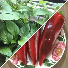 Jungpflanzen spitzpaprika rot gebraucht kaufen  Rülzheim