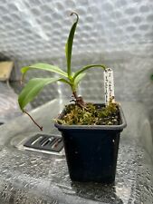 Nepenthes venticosa talangensi for sale  WIRRAL