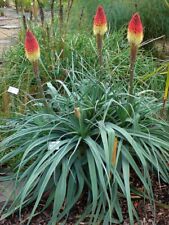 Kniphofia caulescens caulescen for sale  HORSHAM