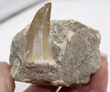 Fóssil de mosassauro dente sobre rocha grande 50mm fósseis marroquinos cretáceos WS15.MT5 comprar usado  Enviando para Brazil