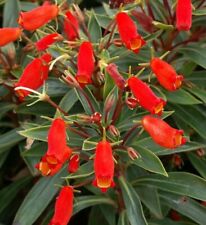 Bolivian sunset gloxinia for sale  Mobile