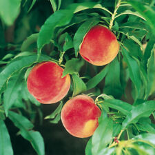 Garden peach amber for sale  PETERBOROUGH