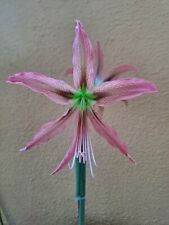 Hippeastrum 'AHn1'- 1 bulb about 2.3cm in diameter offset, used for sale  Shipping to South Africa