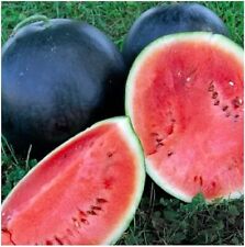 Black diamond watermelon for sale  Deltona