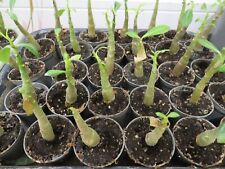 Adenium obesum for sale  MALDON