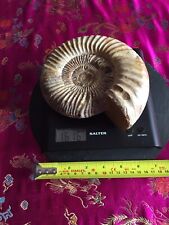 Large polished ammonite for sale  CANTERBURY
