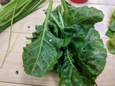 Wild sea beet for sale  ELY