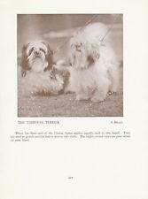 Tibetan terrier dogs for sale  COLEFORD