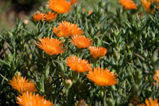 Orange lampranthus ice for sale  PEMBROKE