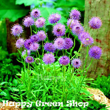 scabious for sale  Shipping to Ireland