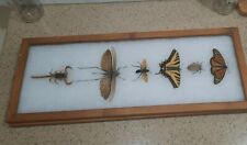 Butterflies moths bugs for sale  Prescott Valley