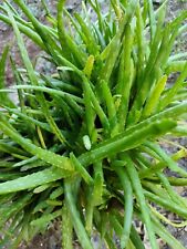 Organic healing aloe for sale  Lecanto