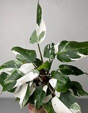 Philodendron white princess gebraucht kaufen  Halle