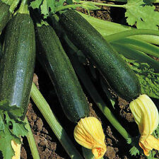 semi zucchine usato  Reggio Calabria