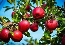 Red delicious apple for sale  Mount Vernon