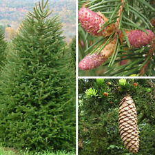 Picea abies excelsa d'occasion  Pouzauges