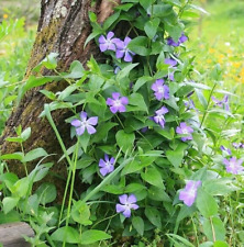 Periwinkle vinca minor for sale  Albany