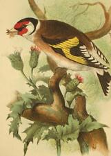 1800 engraving goldfinch for sale  Shipping to Ireland
