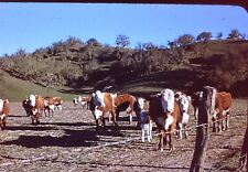 Slide kodachrome herd for sale  Fort Collins