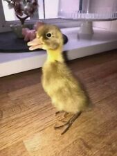 2 x Duck Hatching Egg for sale  OMAGH