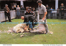 D030786 sheep shearing. for sale  WARLINGHAM