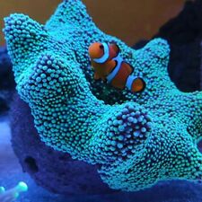 Aquarium reef anemone for sale  Shipping to Ireland
