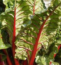 Rhubarb red mangold for sale  Shipping to Ireland