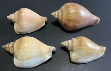 Dog conch shells for sale  GLASGOW