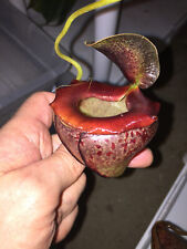 Nepenthes tenuis rcs for sale  Frederick
