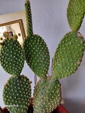 Cacti opuntia prickly for sale  BLACKPOOL