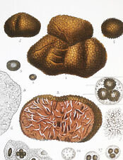 1831, TURPIN ORIGINAL FINE ANTIQUE WATERCOLOUR CORN TUBER CIBARIUM TRUFFLE XVF, used for sale  Shipping to South Africa