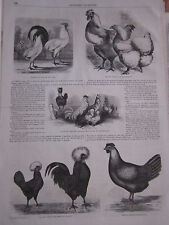 Gravure 1860 poule d'occasion  La Verpillière