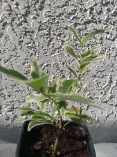 Variegated malay apple for sale  Palm Bay