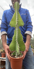 Euphorbia cooperi pianta usato  Menfi